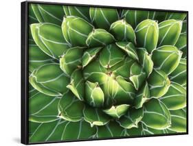 Queen Victoria's Agave, Sonora Desert Museum, Tucson, Arizona, USA-Rob Tilley-Framed Photographic Print