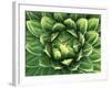 Queen Victoria's Agave, Sonora Desert Museum, Tucson, Arizona, USA-Rob Tilley-Framed Photographic Print