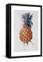 Queenie Pineapple, 1994-Rebecca John-Framed Stretched Canvas