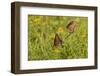 Queens (Danaus gilippus) butterfly pair in breeding activity-Larry Ditto-Framed Photographic Print