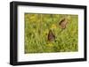 Queens (Danaus gilippus) butterfly pair in breeding activity-Larry Ditto-Framed Photographic Print