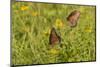 Queens (Danaus gilippus) butterfly pair in breeding activity-Larry Ditto-Mounted Photographic Print