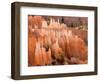 Queens Garden, Bryce Canyon National Park, Utah, USA-Jamie & Judy Wild-Framed Photographic Print