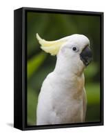 Queensland, Brisbane, Sulphur-Crested Cockatoo, Australia-Andrew Watson-Framed Stretched Canvas