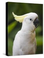 Queensland, Brisbane, Sulphur-Crested Cockatoo, Australia-Andrew Watson-Stretched Canvas