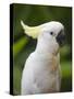 Queensland, Brisbane, Sulphur-Crested Cockatoo, Australia-Andrew Watson-Stretched Canvas