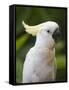 Queensland, Brisbane, Sulphur-Crested Cockatoo, Australia-Andrew Watson-Framed Stretched Canvas