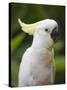 Queensland, Brisbane, Sulphur-Crested Cockatoo, Australia-Andrew Watson-Stretched Canvas