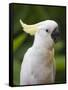 Queensland, Brisbane, Sulphur-Crested Cockatoo, Australia-Andrew Watson-Framed Stretched Canvas