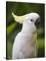 Queensland, Brisbane, Sulphur-Crested Cockatoo, Australia-Andrew Watson-Stretched Canvas