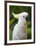 Queensland, Brisbane, Sulphur-Crested Cockatoo, Australia-Andrew Watson-Framed Premium Photographic Print