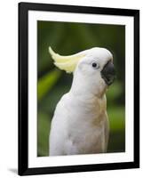 Queensland, Brisbane, Sulphur-Crested Cockatoo, Australia-Andrew Watson-Framed Premium Photographic Print