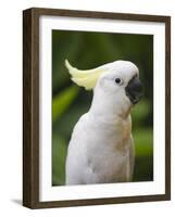 Queensland, Brisbane, Sulphur-Crested Cockatoo, Australia-Andrew Watson-Framed Photographic Print