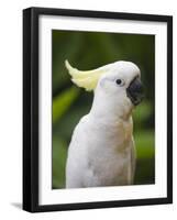 Queensland, Brisbane, Sulphur-Crested Cockatoo, Australia-Andrew Watson-Framed Photographic Print