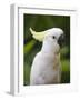 Queensland, Brisbane, Sulphur-Crested Cockatoo, Australia-Andrew Watson-Framed Photographic Print