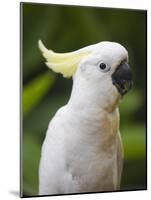 Queensland, Brisbane, Sulphur-Crested Cockatoo, Australia-Andrew Watson-Mounted Photographic Print