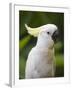 Queensland, Brisbane, Sulphur-Crested Cockatoo, Australia-Andrew Watson-Framed Photographic Print