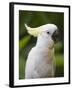 Queensland, Brisbane, Sulphur-Crested Cockatoo, Australia-Andrew Watson-Framed Photographic Print