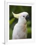 Queensland, Brisbane, Sulphur-Crested Cockatoo, Australia-Andrew Watson-Framed Photographic Print