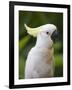 Queensland, Brisbane, Sulphur-Crested Cockatoo, Australia-Andrew Watson-Framed Photographic Print