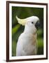 Queensland, Brisbane, Sulphur-Crested Cockatoo, Australia-Andrew Watson-Framed Photographic Print