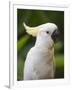 Queensland, Brisbane, Sulphur-Crested Cockatoo, Australia-Andrew Watson-Framed Photographic Print