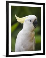 Queensland, Brisbane, Sulphur-Crested Cockatoo, Australia-Andrew Watson-Framed Photographic Print
