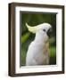 Queensland, Brisbane, Sulphur-Crested Cockatoo, Australia-Andrew Watson-Framed Photographic Print