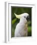 Queensland, Brisbane, Sulphur-Crested Cockatoo, Australia-Andrew Watson-Framed Photographic Print