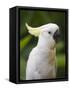 Queensland, Brisbane, Sulphur-Crested Cockatoo, Australia-Andrew Watson-Framed Stretched Canvas