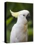 Queensland, Brisbane, Sulphur-Crested Cockatoo, Australia-Andrew Watson-Stretched Canvas