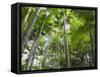 Queensland, Fraser Island, Tropical Palms in the Rainforest Area of Wanggoolba Creek, Australia-Andrew Watson-Framed Stretched Canvas