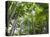 Queensland, Fraser Island, Tropical Palms in the Rainforest Area of Wanggoolba Creek, Australia-Andrew Watson-Stretched Canvas