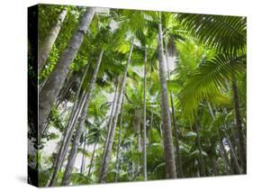 Queensland, Fraser Island, Tropical Palms in the Rainforest Area of Wanggoolba Creek, Australia-Andrew Watson-Stretched Canvas