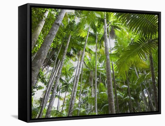 Queensland, Fraser Island, Tropical Palms in the Rainforest Area of Wanggoolba Creek, Australia-Andrew Watson-Framed Stretched Canvas