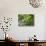 Queensland, Fraser Island, Tropical Palms in the Rainforest Area of Wanggoolba Creek, Australia-Andrew Watson-Stretched Canvas displayed on a wall