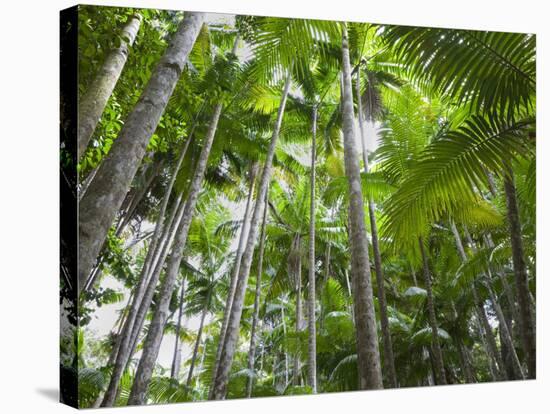 Queensland, Fraser Island, Tropical Palms in the Rainforest Area of Wanggoolba Creek, Australia-Andrew Watson-Stretched Canvas