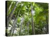 Queensland, Fraser Island, Tropical Palms in the Rainforest Area of Wanggoolba Creek, Australia-Andrew Watson-Stretched Canvas