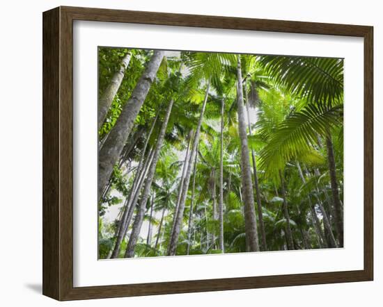 Queensland, Fraser Island, Tropical Palms in the Rainforest Area of Wanggoolba Creek, Australia-Andrew Watson-Framed Photographic Print