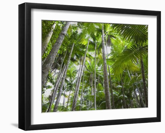 Queensland, Fraser Island, Tropical Palms in the Rainforest Area of Wanggoolba Creek, Australia-Andrew Watson-Framed Photographic Print