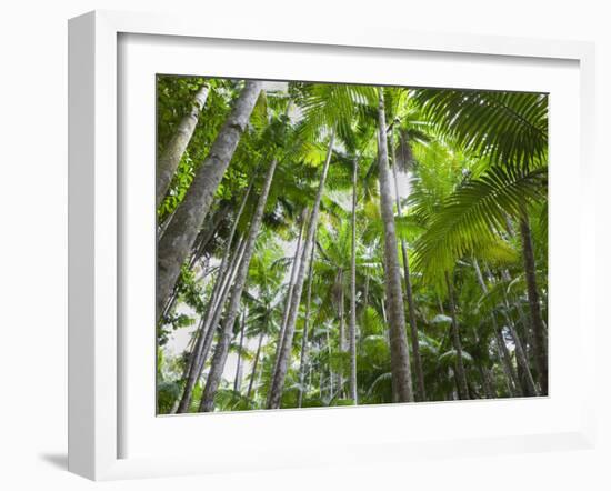 Queensland, Fraser Island, Tropical Palms in the Rainforest Area of Wanggoolba Creek, Australia-Andrew Watson-Framed Photographic Print