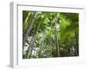 Queensland, Fraser Island, Tropical Palms in the Rainforest Area of Wanggoolba Creek, Australia-Andrew Watson-Framed Photographic Print