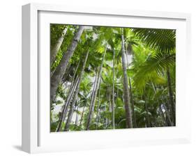 Queensland, Fraser Island, Tropical Palms in the Rainforest Area of Wanggoolba Creek, Australia-Andrew Watson-Framed Photographic Print