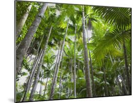 Queensland, Fraser Island, Tropical Palms in the Rainforest Area of Wanggoolba Creek, Australia-Andrew Watson-Mounted Photographic Print
