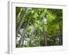 Queensland, Fraser Island, Tropical Palms in the Rainforest Area of Wanggoolba Creek, Australia-Andrew Watson-Framed Photographic Print