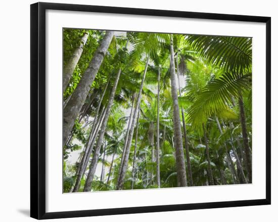 Queensland, Fraser Island, Tropical Palms in the Rainforest Area of Wanggoolba Creek, Australia-Andrew Watson-Framed Photographic Print