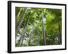 Queensland, Fraser Island, Tropical Palms in the Rainforest Area of Wanggoolba Creek, Australia-Andrew Watson-Framed Photographic Print