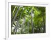 Queensland, Fraser Island, Tropical Palms in the Rainforest Area of Wanggoolba Creek, Australia-Andrew Watson-Framed Photographic Print