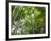 Queensland, Fraser Island, Tropical Palms in the Rainforest Area of Wanggoolba Creek, Australia-Andrew Watson-Framed Photographic Print