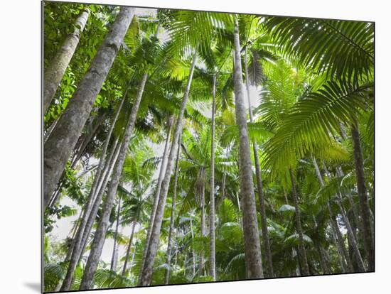 Queensland, Fraser Island, Tropical Palms in the Rainforest Area of Wanggoolba Creek, Australia-Andrew Watson-Mounted Photographic Print